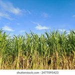 深入解析爱游戏体育官网的特色与用户评价 8f65v274c2