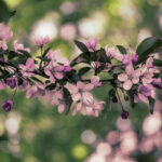 115期开奖资料全面汇总与深度解析 4h9e6u