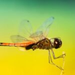 113期开奖资料全面汇总与深度解析 wo67jrz8tc