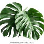 115期开奖买马:最新投注指南与中奖秘籍 x1ujk53l